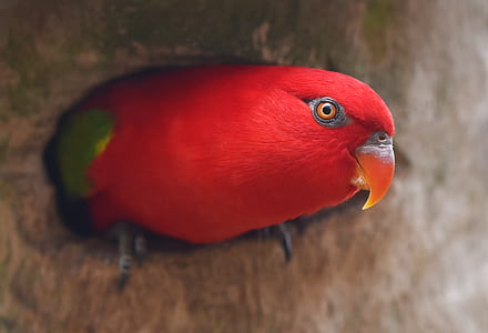 red bird on top of brown surface thumbnail