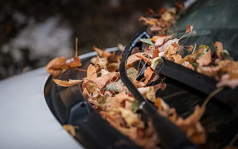 close-up photography of withered leafs thumbnail