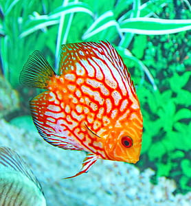 orange fish in aquarium thumbnail
