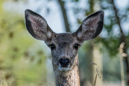 selective focus photography of kangaroo thumbnail