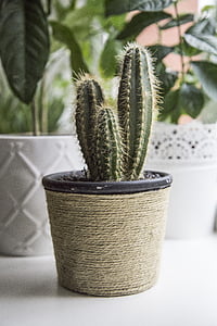 cactus plant with pot thumbnail
