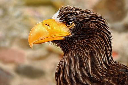 selective focus photography of yellow-beaked eagle thumbnail