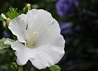 close up photography of white hibiscus flower thumbnail