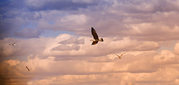 four flying birds under white and blue sky at daytime thumbnail