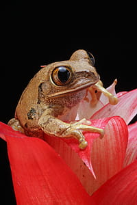 Brown Frog on Red Petal Flower thumbnail