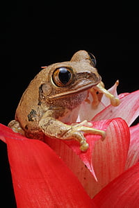 closeup photography of brown frog on pink flower thumbnail