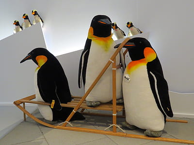 emperor penguins on sled thumbnail