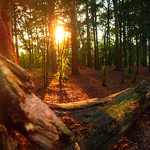 sun rays on green leaf tall trees at golden hour thumbnail