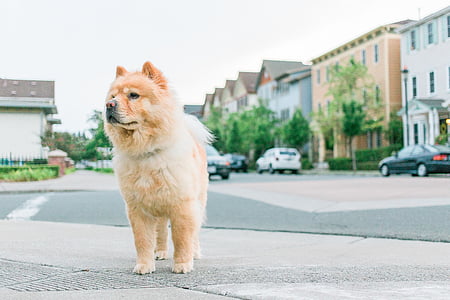 adult fawn chow chow walking beside road thumbnail