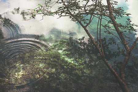 photo of green leaf tree on body of water at daytime thumbnail