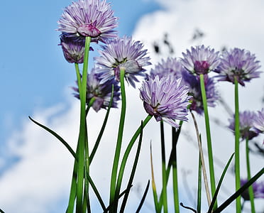 nature, flowers, petals, plant thumbnail