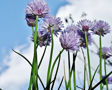 focus photo of flowers during daytime thumbnail