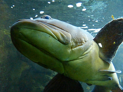 brown catfish under water thumbnail