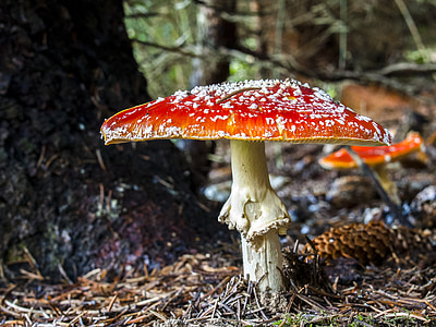 close-up photo of red fungus thumbnail