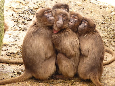 four brown primates thumbnail