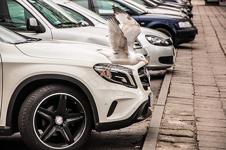 White and Black Bird Beside Car Headlight thumbnail