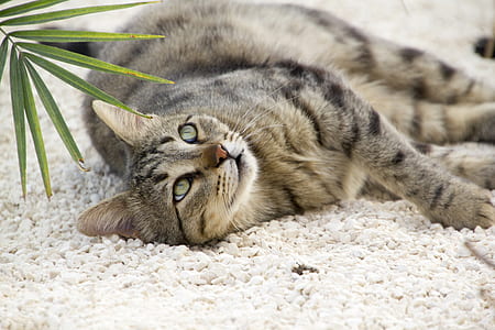 shallow focus photography of gray and black Tabby cat thumbnail