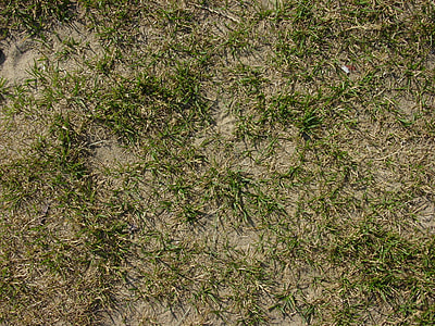 green grass thumbnail