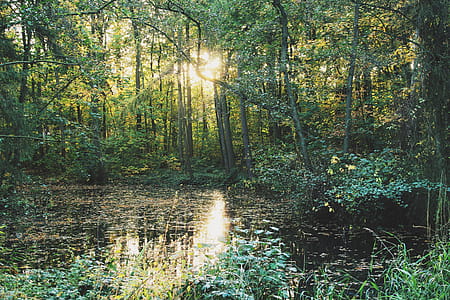 Body of Water Surrounded With Trees thumbnail