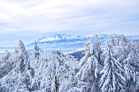 Frozen Winter Forest landscape thumbnail
