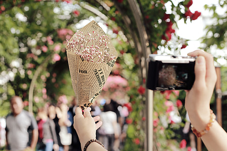person taking photo of pink flower wrapped with paper in red rose vine covered arc at daytime thumbnail