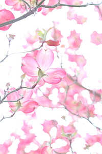 Closeup Photo of Cherry Blossoms thumbnail