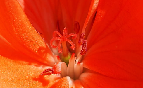 close-up photography of red petaled flower thumbnail