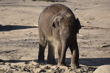 gray elephant thumbnail