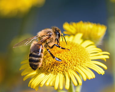 black bee thumbnail
