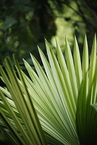 green fan palm thumbnail