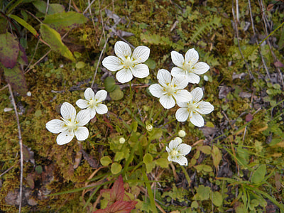 Wild Plant, Mountain Flower thumbnail