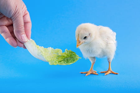 food, hand, animal, blur thumbnail