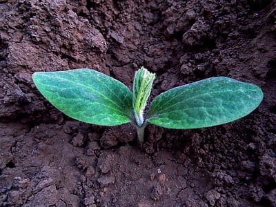 growing plant in soil thumbnail