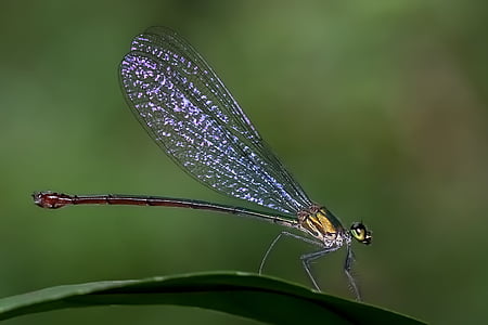 closeup photography of grey and brown dragonfly perched on green leaf plant thumbnail