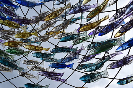 assorted-color fishes on net thumbnail