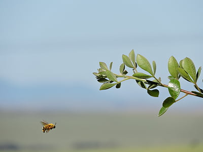 selective focus photography of yellow bee flying towards plant thumbnail