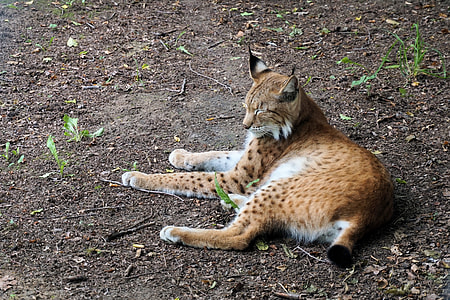 lynx cat on ground thumbnail