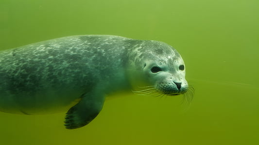 photo of gray sea lion underwater thumbnail
