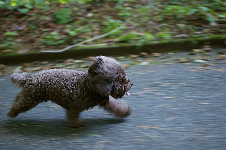 time lampse photography of gray dog thumbnail