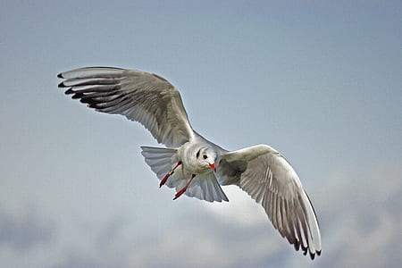 selective photography of white and black seagull flying during daytime thumbnail