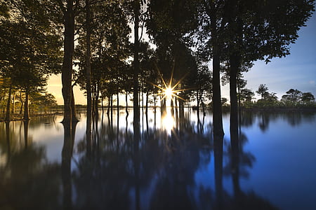 silhouette photography of trees on body of water thumbnail