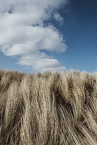 sky, blue sky, cloud, dune grass thumbnail