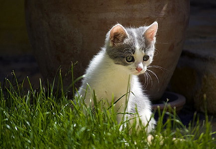 photography of cat on weeds thumbnail