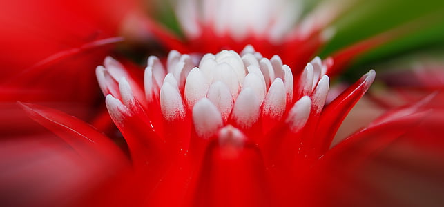 macro lens photography of red and white flower thumbnail