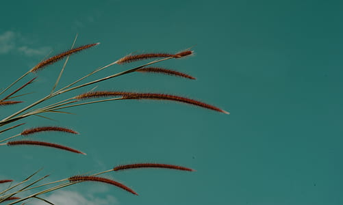 Green Grass Focus Photo thumbnail