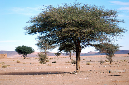 field of trees on desert thumbnail