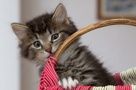 long-fur brown cat thumbnail