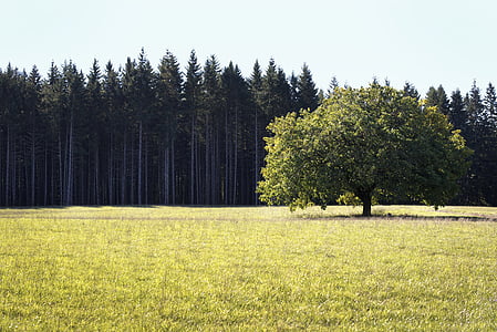 green leafed tree near green grass thumbnail