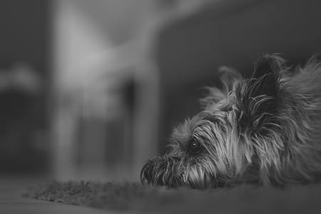 Yorkshire Terrier lying on rug in grayscale photo thumbnail