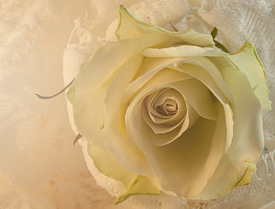 macro-shot photography of white rose thumbnail